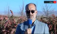 خاوران ایران در سکوی نخست تولید زرشک جهان